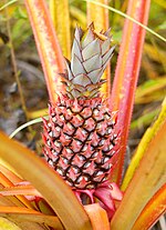 Miniatura para Piña Española Roja