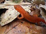 Red-spotted newt climbing over leaves.