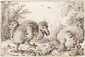 Dodo Vögel, um 1626 (?), Kreide auf Papier, Crocker Art Museum, Sacramento (Kalifornien)