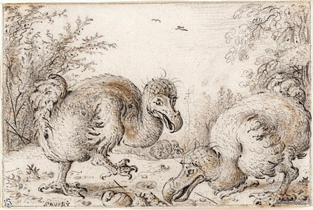 Esbós de Roelandt Savery de tres dodos del c. 1626; l'aiguafort utilitzat per Bontekoe va derivar del dodo de l'esquerra