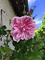 « Rosier des Quatre Saisons » appelé aussi Rosa ×damascena ‘Bifera’, « Rose de Tous les Mois », « Rose de Castille » ou Rosa ×damascena ‘Semperflorens’.