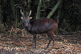 Filipijnse sambar (Rusa marianna)