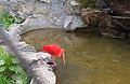 Szkarłatny Ibis.