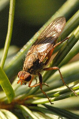 Scathophaga lutaria