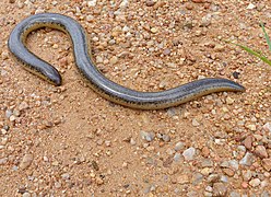 Afrotyphlops schlegelii