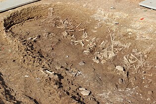 Vue d'une grande fosse renfermant de nombreux ossements animaux.