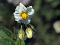 Solanum tuberosum Norddeutsche Inseln (04) .jpg