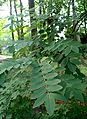 Sophora japonica estas fabaca arbo simila al robinio, sed la folietoj havas pintojn