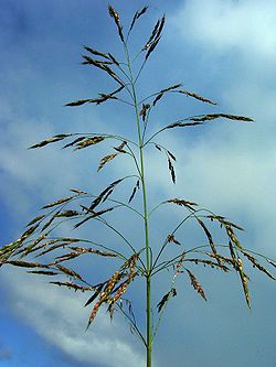 Jonsonindurra (Sorghum halepense)