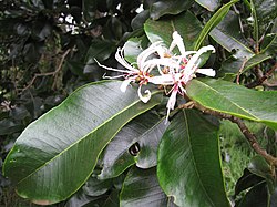 葉と花。ハワイ、マウイ島のクラ農業ステーション（英: Kula Agricultural Station）にて。