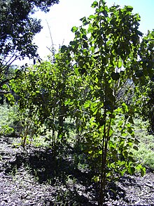 Starr 040105-0089 Croton guatemalensis.jpg