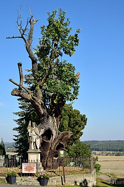 Svatováclavský dub se sochou svatého Václava