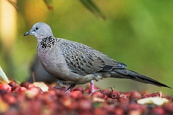 Burung Tekukur