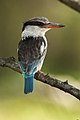 Striped kingfisher