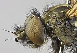 Symphoromyia crassicornis - détail tête et haut du thorax.