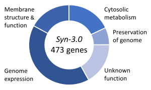 Gene functions in the minimal genome of the synthetic organism, Syn 3 Syn3 genome.svg