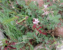 Synchytrium on Erodium cicutarium.jpg