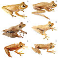 Systematics-of-treefrogs-of-the-Hypsiboas-calcaratus-and-Hypsiboas-fasciatus-species-complex-(Anura-ZooKeys-370-001-g009.jpg