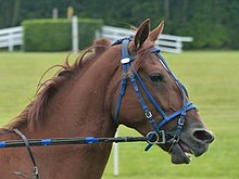 Tête d'un cheval roux