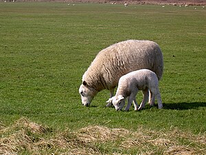 Texelschaf