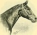 The Horse - its treatment in health and disease, with a complete guide to breeding, training and management (1905) (14763786372).jpg