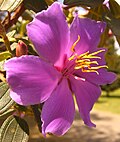 Miniatura para Tibouchina