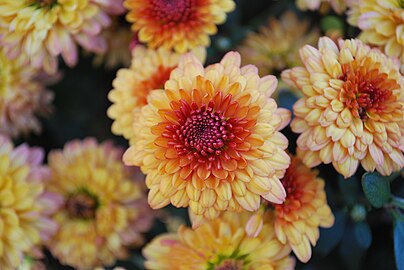 Тигров реч chrysanthemum