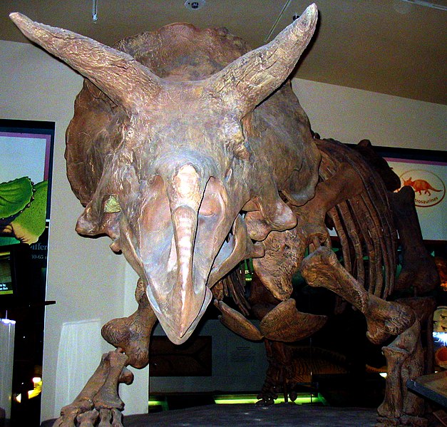 File:Triceratops front view.jpg