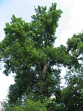 Ulmus americana