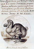 Un dodo (1626)