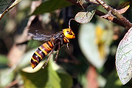 Sršeň mandarínská (Vespa mandarinia)