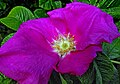 Rosa rugosa.