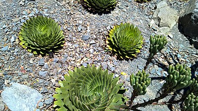 Aloe Polyphylla group