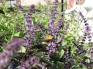 Bergbasilika (Ocimum kilimandscharicum)