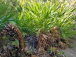 Winding trunks of an old clump, Manasota Key, Florida