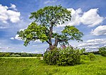 Вяз шершавый (Ulmus glabra Huds.)