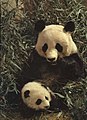 1964年 大熊猫