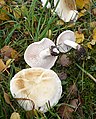 !Tricholoma stiparophyllum sin. Tricholoma pseudoalbum!