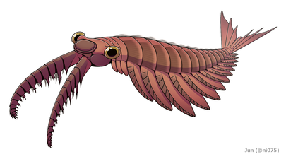加拿大奇虾（Anomalocaris canadensis），其头甲复合结构呈现卵形，体末生有三对尾鳍和一条尾须（terminal tailpiece）。