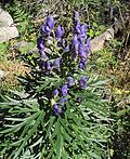 Vignette pour Aconitum