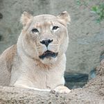 http://upload.wikimedia.org/wikipedia/commons/thumb/5/5c/African_Lion_Panthera_leo_krugeri_Female_2000px.jpg/150px-African_Lion_Panthera_leo_krugeri_Female_2000px.jpg