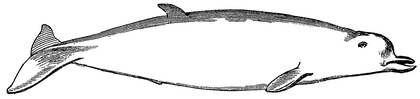 Fig. 3. Delphinus edentulus schreb., Hyperoodon butskopf lacep.