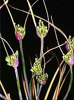 Miniatura para Allium nebrodense