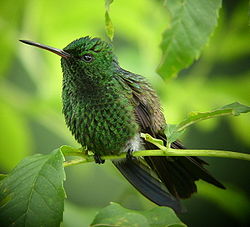 Kuparitimanttikolibri