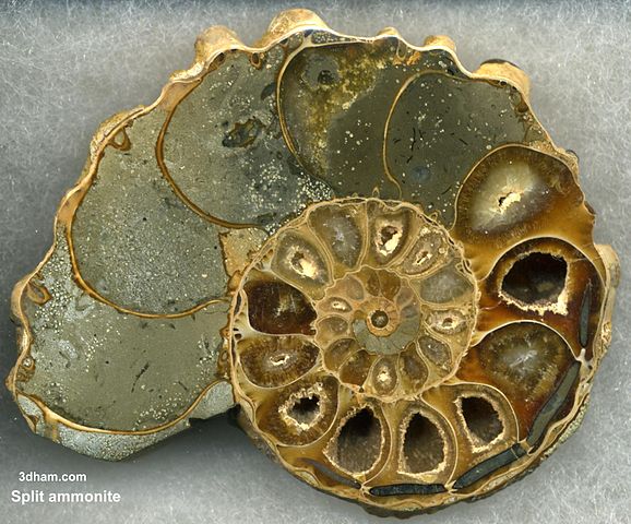 578px-Ammoniteplit.jpg