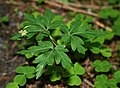 Busch-Windröschen (Anemone nemorosa)