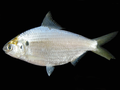 Anodontostoma chacunda