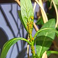 Colonia de Aphis nerii en Asclepias curassavica