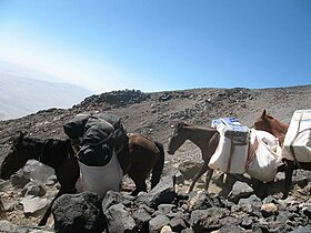 Groupe d'Anatoliens bâtés sur le mont Ararat.