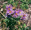 Berg-Aster (Aster amellus)